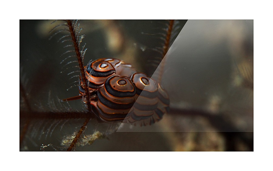 Donut Nudibranch Picture Frame print