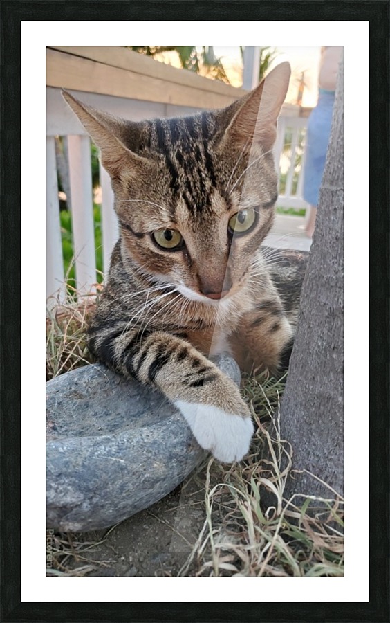 Roatan Cat Picture Frame print
