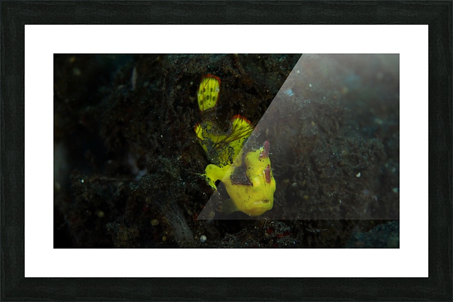 Yellow Frog Fish Picture Frame print