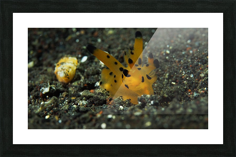 Pikachu nudibranch Picture Frame print
