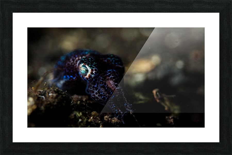Bobtail Squid Picture Frame print