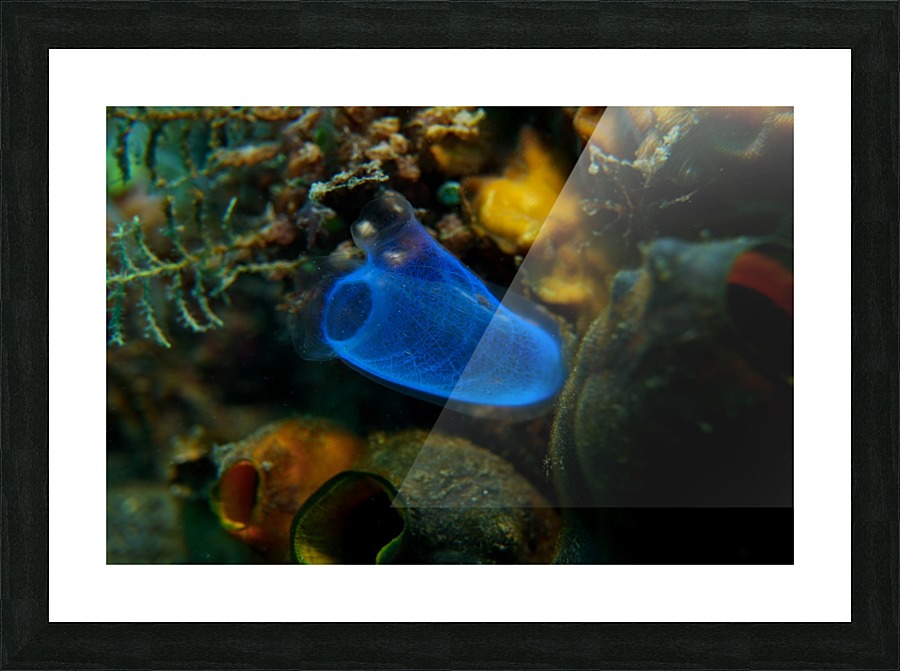 Sponge Picture Frame print