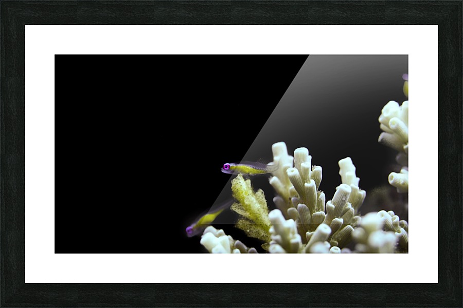 Small Fish Picture Frame print