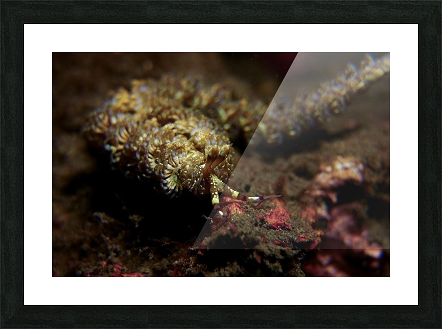 Blue dragon nudibranchs Picture Frame print