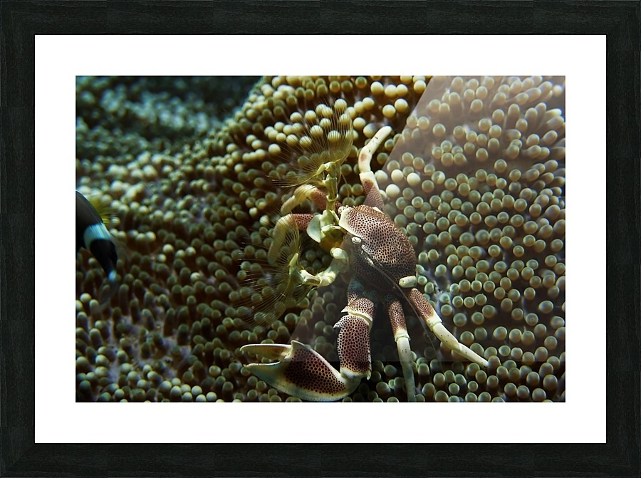 Crab for dinner Picture Frame print