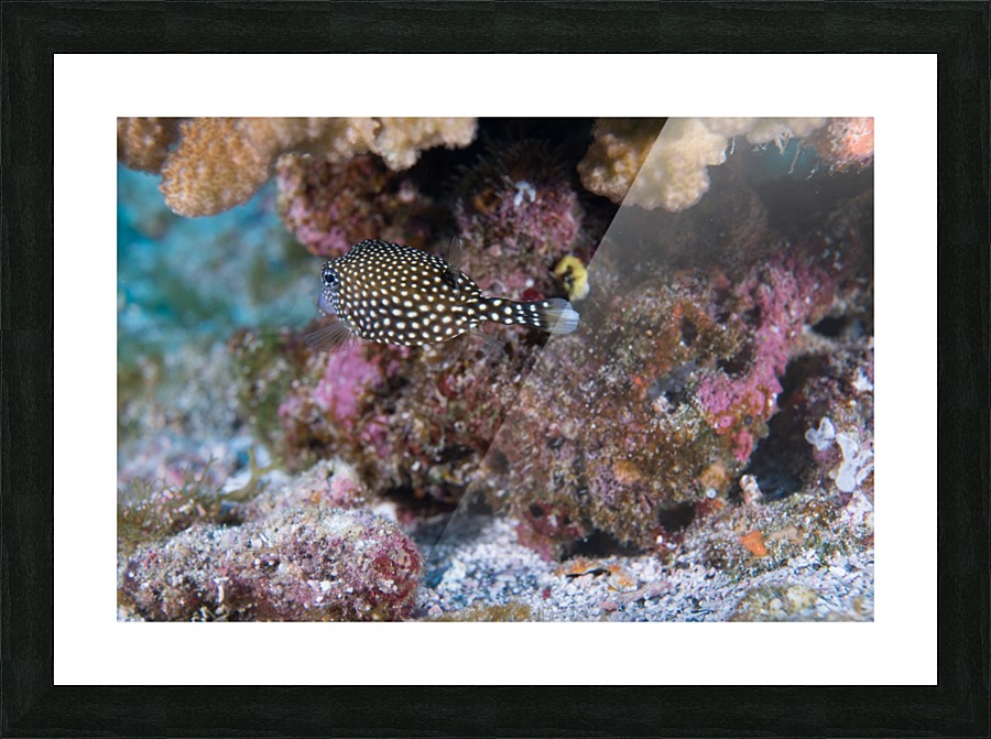 Fish Butt Picture Frame print