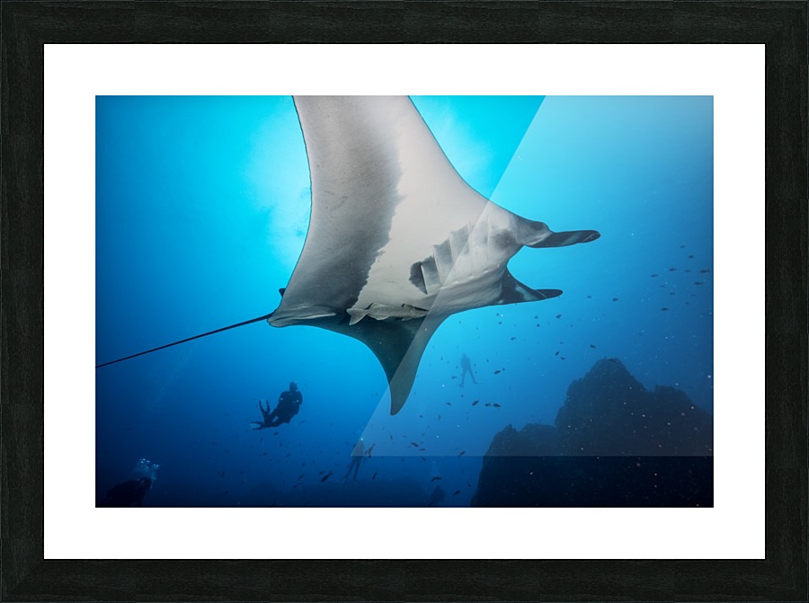 Manta bottom Picture Frame print
