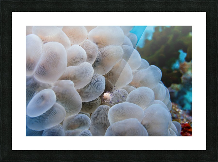 Small Crab 2 Picture Frame print