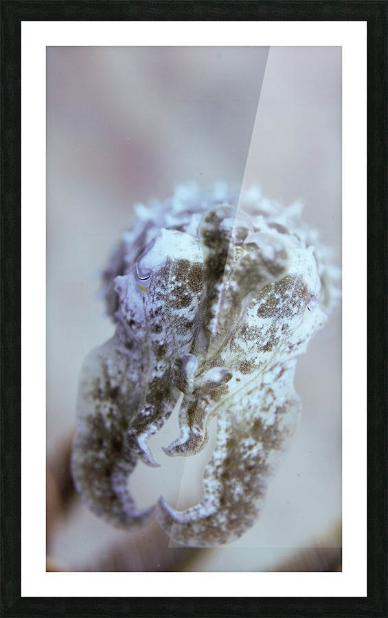 Cuttle Fish Picture Frame print