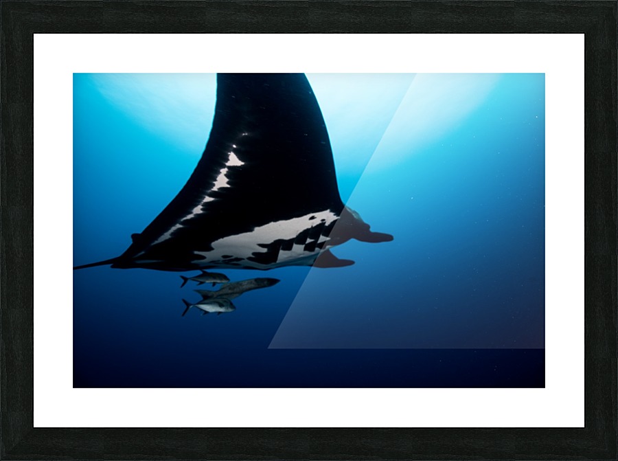 Manta Picture Frame print
