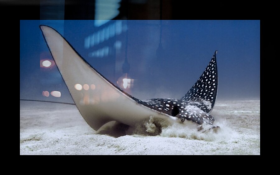 Eagle Ray Picture Frame print