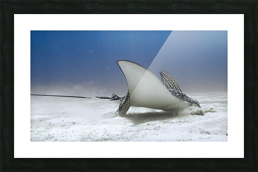 Eagle Ray Picture Frame print