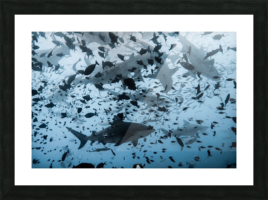 Group Sharks Picture Frame print