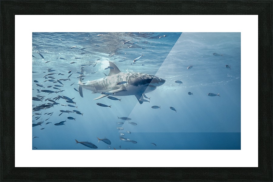 Great white Picture Frame print