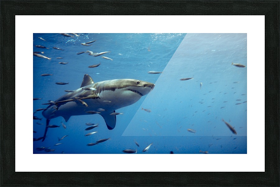Great White Picture Frame print