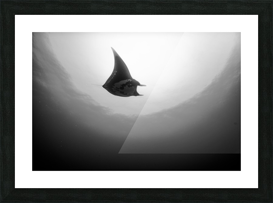 Manta B&W Picture Frame print