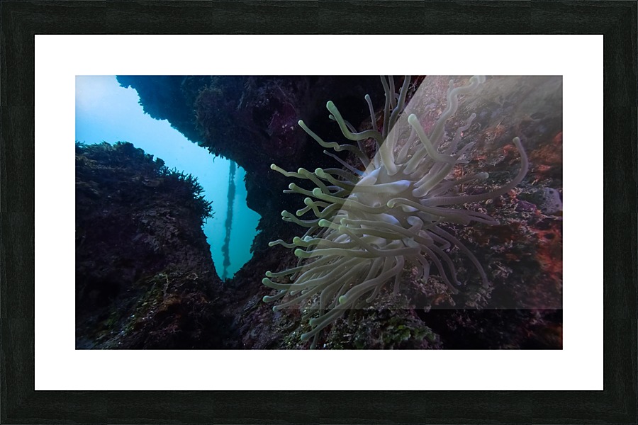 Anemone Picture Frame print