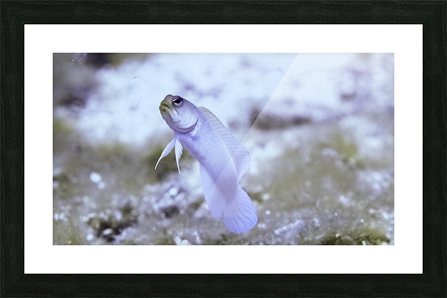 Jaw Fish Picture Frame print