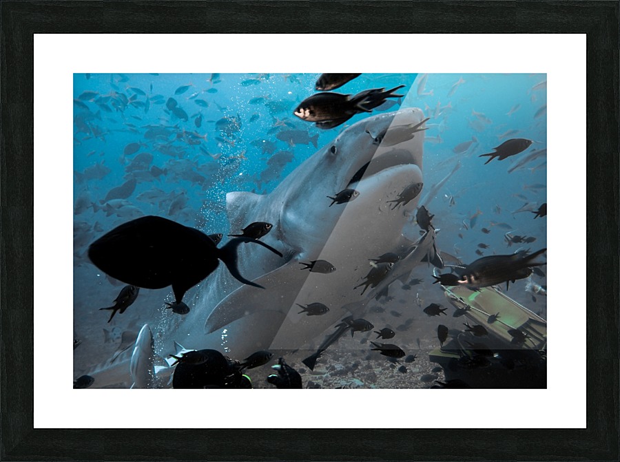 Tigers hungry Picture Frame print