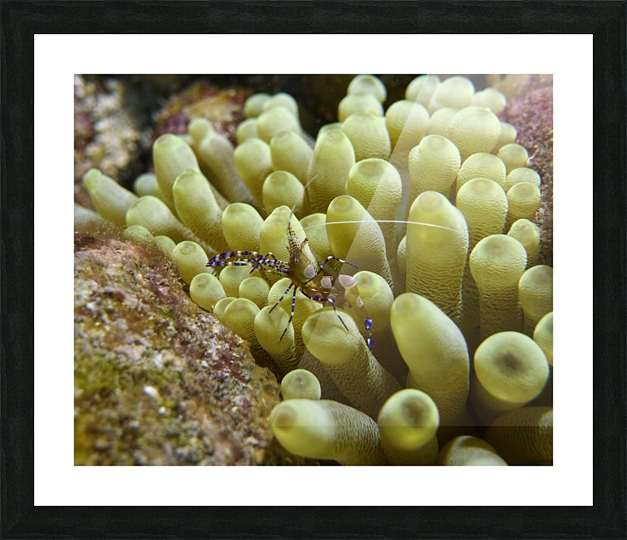 Mini Shrimp Picture Frame print