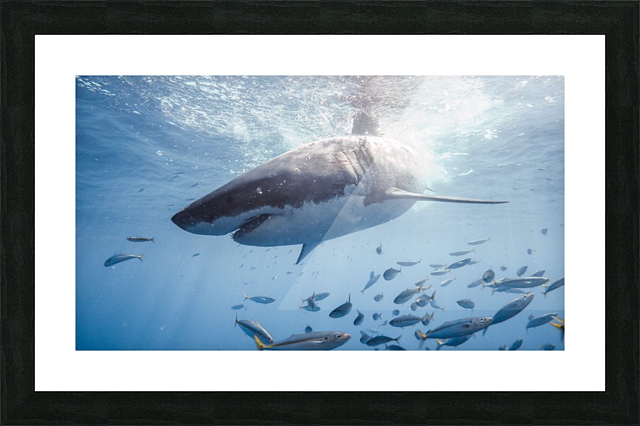 Great White Dive Picture Frame print