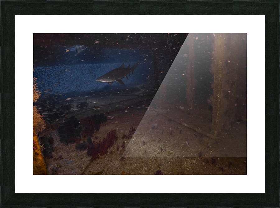 Weck Dive Shark Picture Frame print