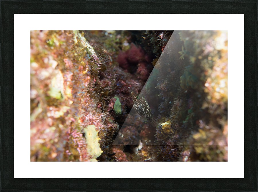Small Fish Picture Frame print