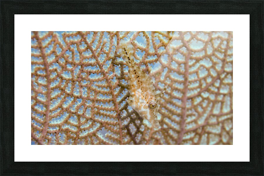 Hidden Fish Picture Frame print