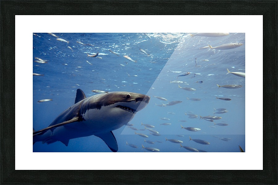 Great White Close Picture Frame print