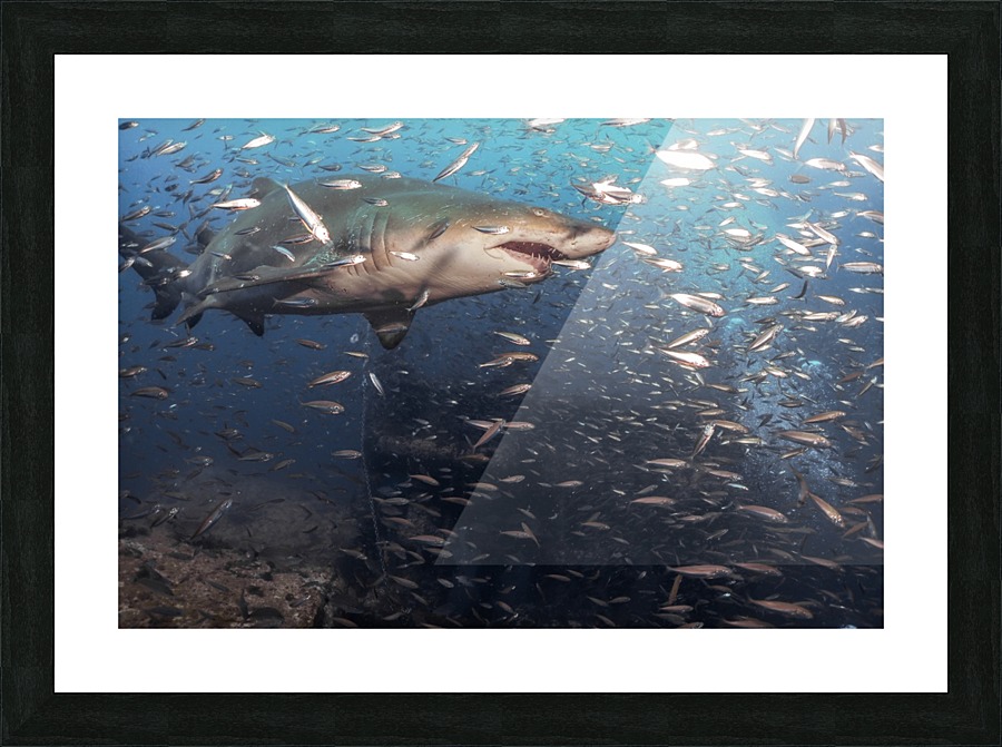 Sand Tiger Close Picture Frame print