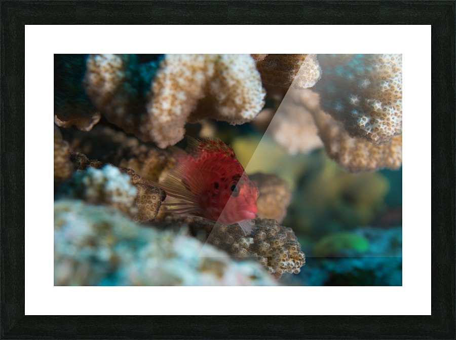 Red Fishy Picture Frame print