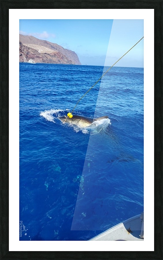 Great White Attack Picture Frame print