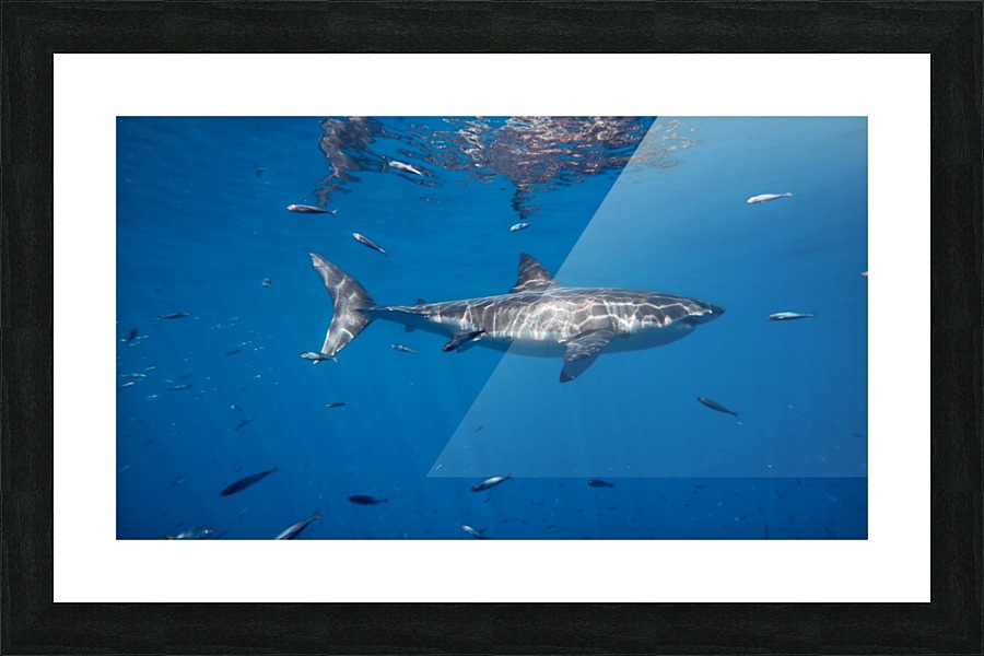 Great White Solo Picture Frame print