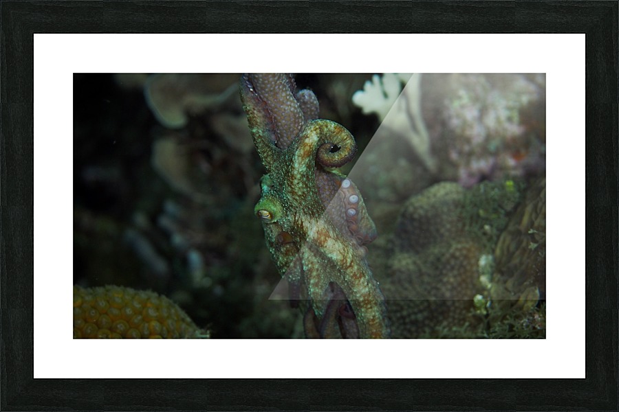 Octopus Picture Frame print