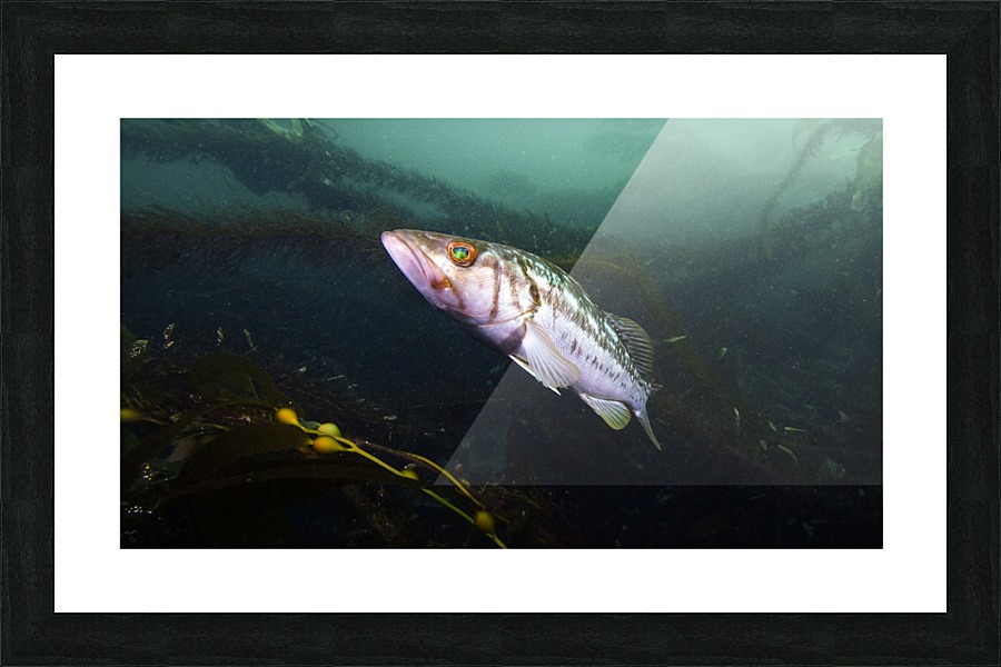 Bass California  Picture Frame print