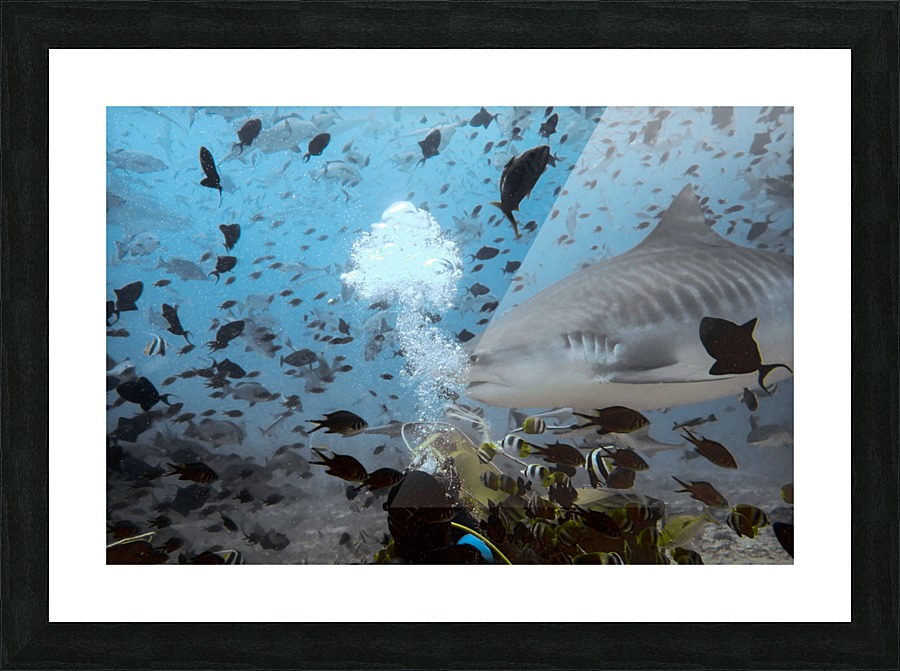 Tiger Shark Picture Frame print