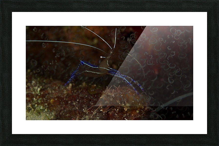 Blue Shrimp Picture Frame print