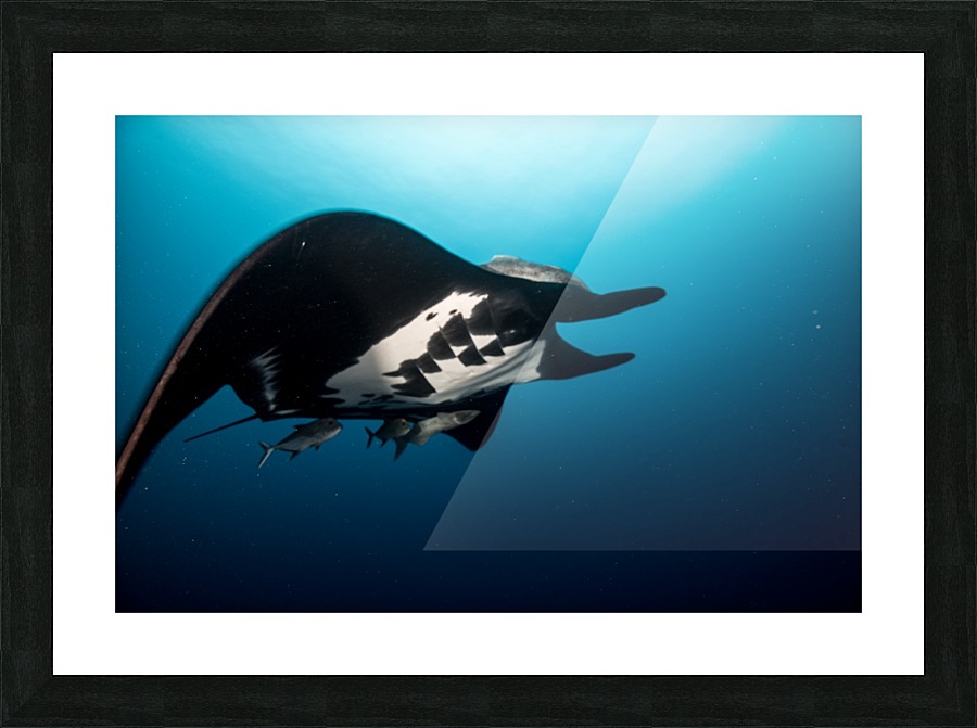 Manta Close Picture Frame print