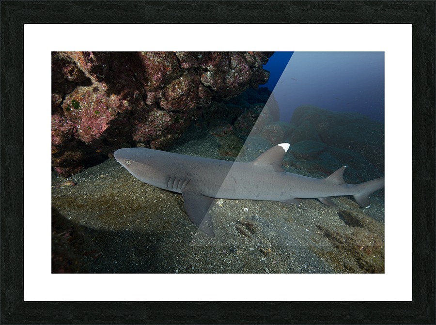 Manta Picture Frame print