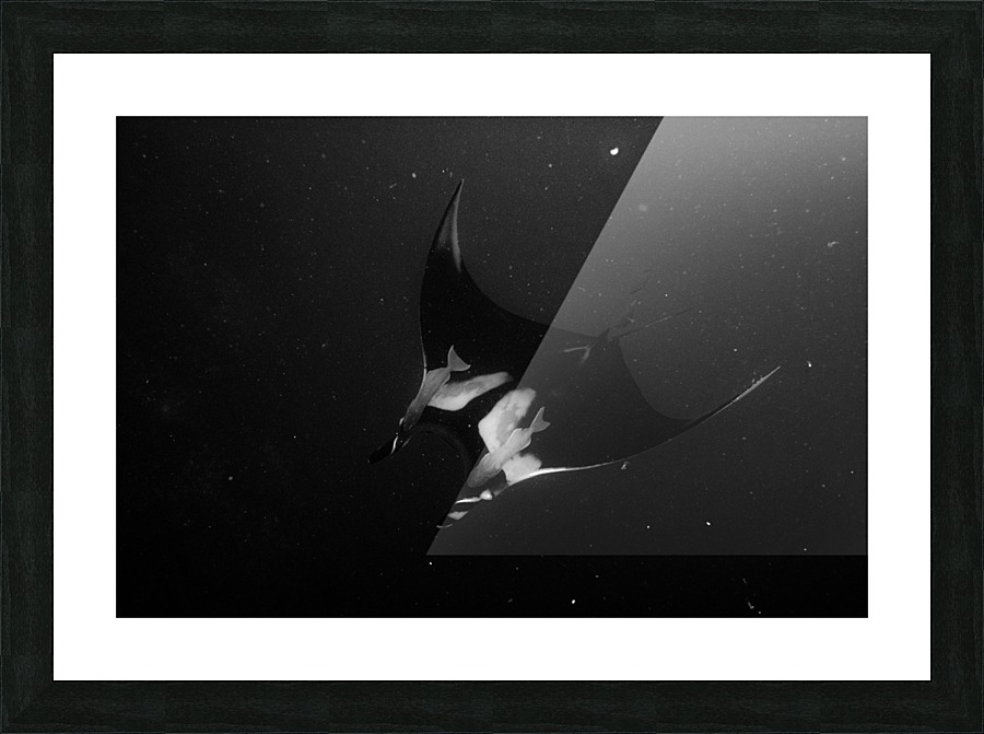 Mantas Picture Frame print