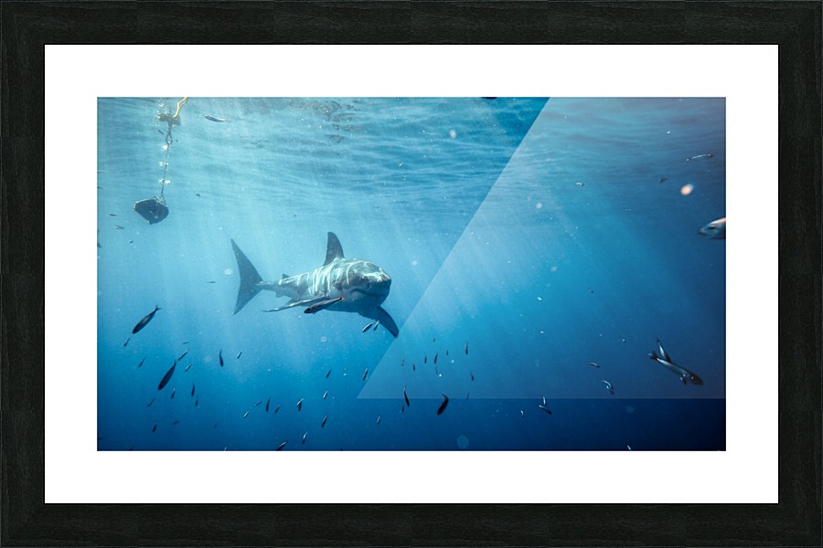 Great White far Picture Frame print