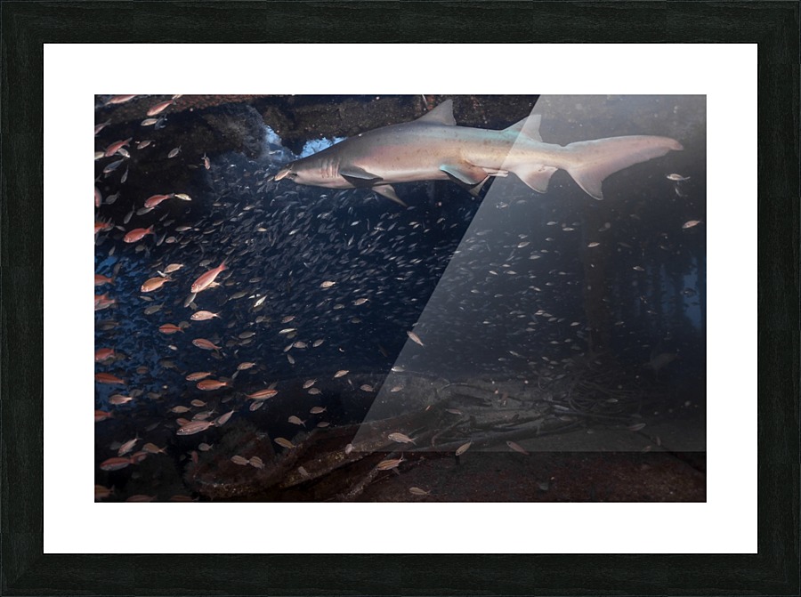 Sand Tiger Picture Frame print