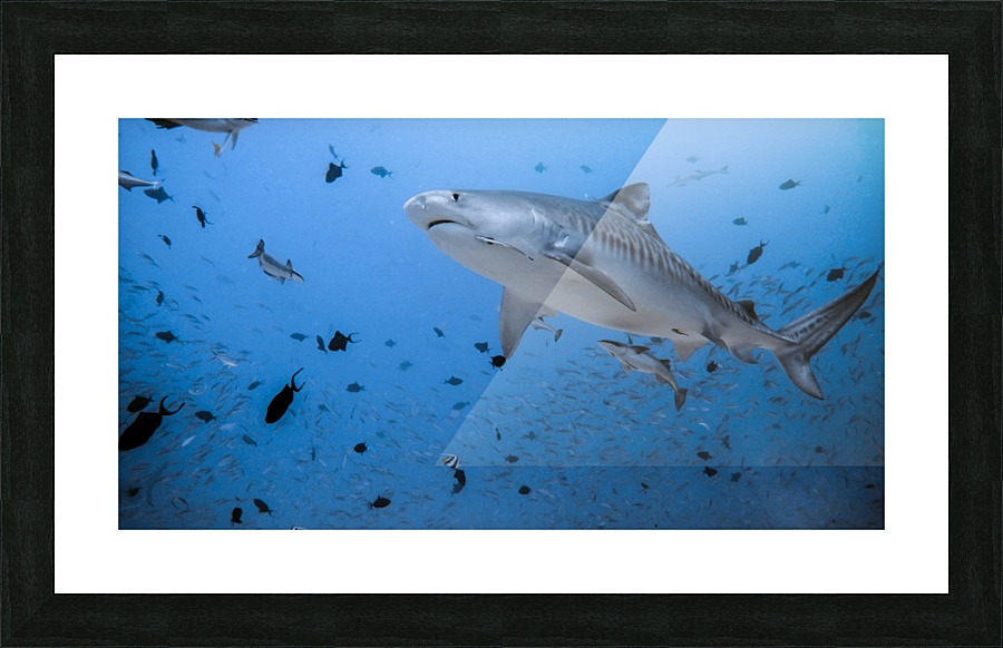 Tiger Shark Picture Frame print