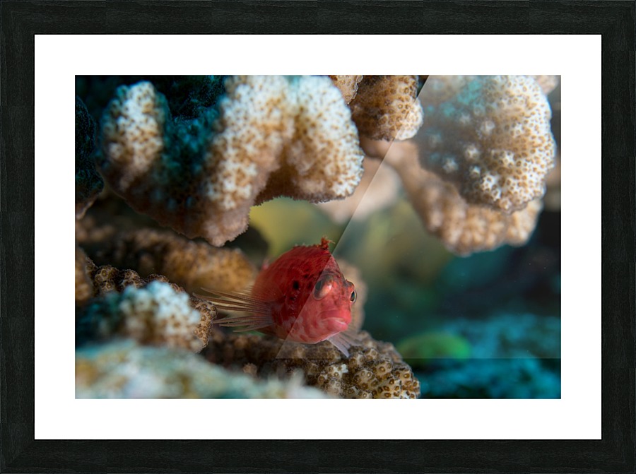 Small Fish Picture Frame print