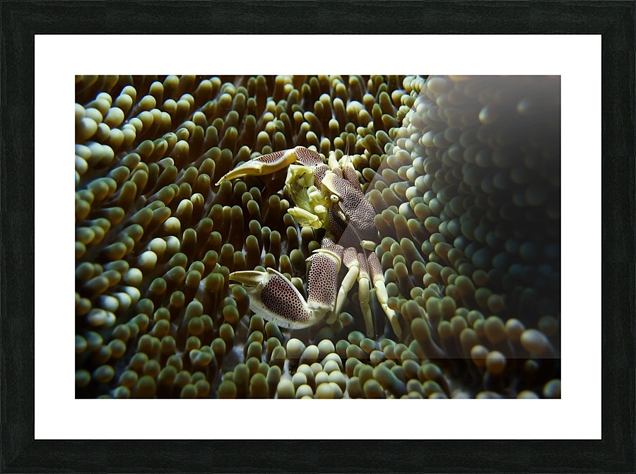 Crab Picture Frame print