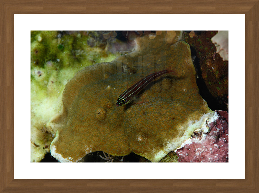 Philipines 47 Picture Frame print