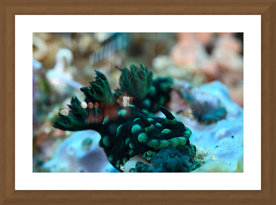 Philipines 64 Picture Frame print