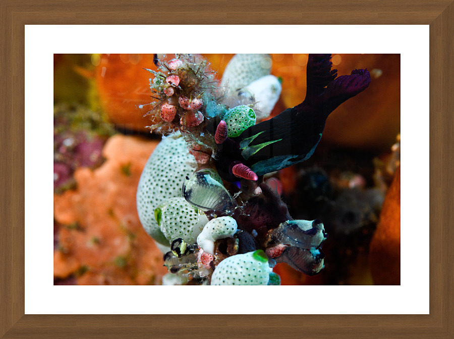 Philipines 33 Picture Frame print