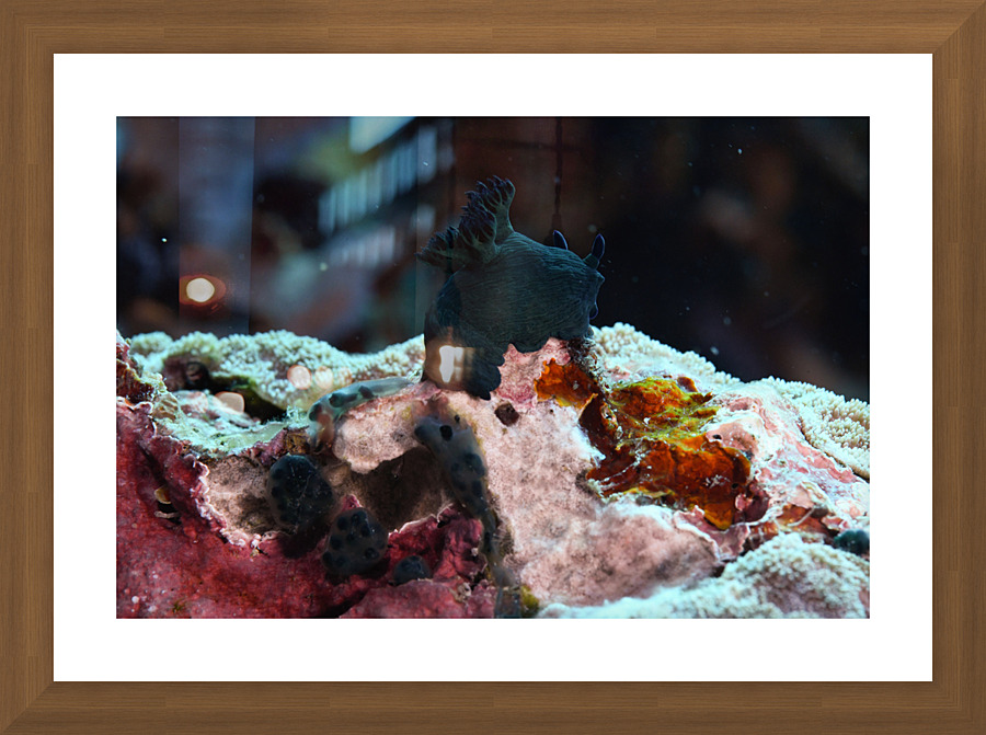 Philipines 44 Picture Frame print