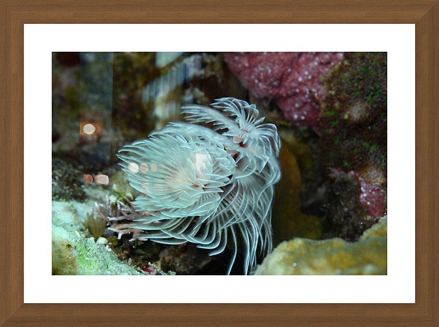 Philipines 49 Picture Frame print